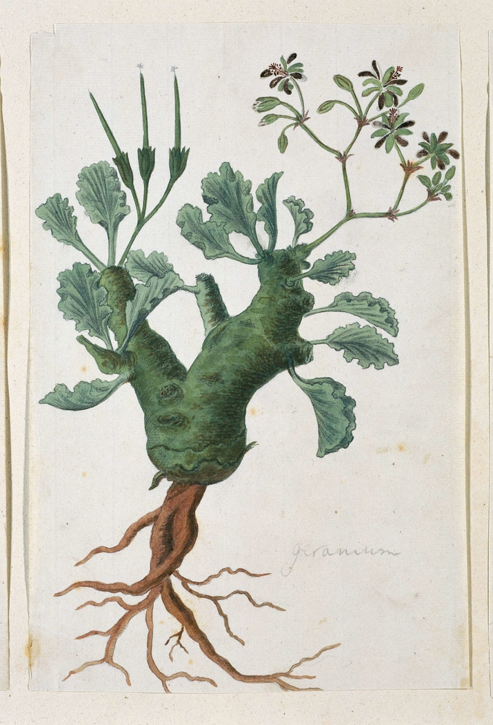 Geranium (Pelargonium klinghardtense Knuth)
