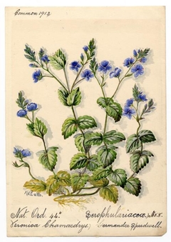 Germander Speedwell (Veronica Chamaedrys) - William Catto - ABDAG016085 by William Catto