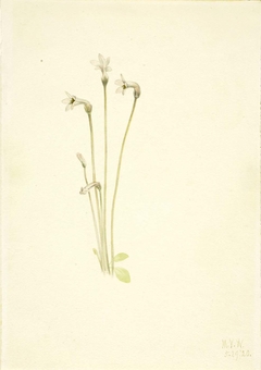 Ghostpipe (Thalesia uniflora) by Mary Vaux Walcott