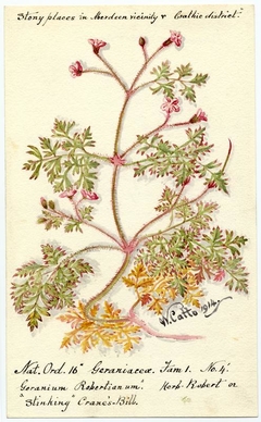 Herb Robert or Stinking Crane's Bill (geranium robertianum) - William Catto - ABDAG016395 by William Catto