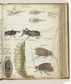 Insecten by Jan Brandes