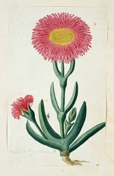 Mesembryanthemum, met twee bloemen