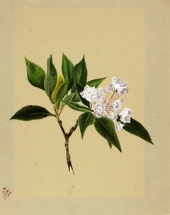 Mountain Laurel (Kalmia latifolia) by Mary Vaux Walcott
