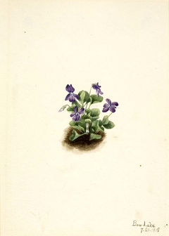 Purple Mountain Violet (Viola adunca) by Mary Vaux Walcott