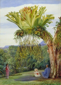 Stagshorn Fern and the Young Rajah of Sarawak, Borneo, with Chinese Attendant by Marianne North