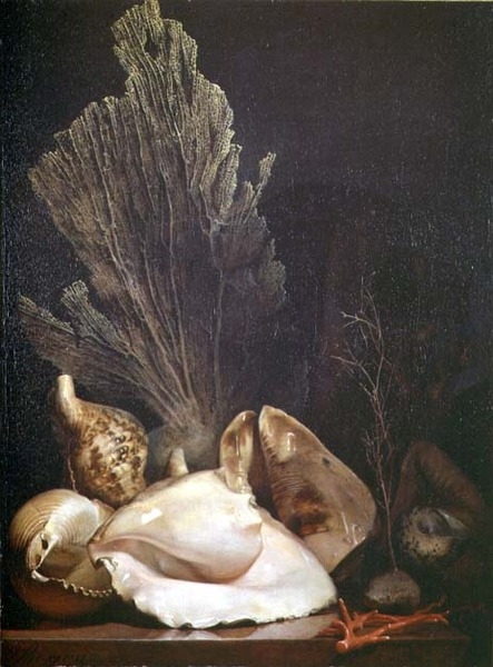 Still Life of Shells and Coral