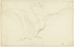 Studie van een zwaan met gespreide vleugels by Aert Schouman