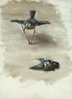Studies of a Dead Bird by John Singer Sargent