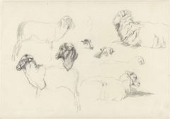 Studies van schapen