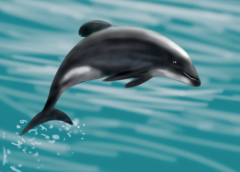 the Maui Dolphin - Critically Endangered by Memuco