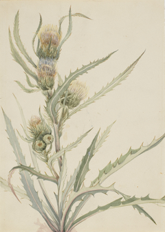 White Thistle (Cirsium hookeranum) by Mary Vaux Walcott