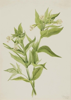 Yellow Willow-Weed (Epilobium lutem) by Mary Vaux Walcott