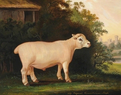 A Prize Warwickshire Lamb by Thomas Weaver