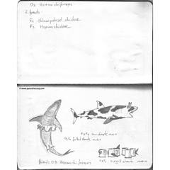 Carnet Bleu: Encyclopedia of…shark, vol.I p05 - by Pascal