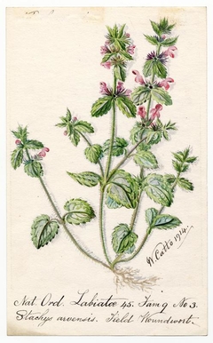 Field Woundwort (Strachys arvensis) - William Catto - ABDAG016066 by William Catto
