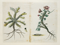 Geranium (Monsonia sp) met wortels en een detail van een doorsnede
