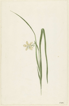 Iris by Cornelis van Noorde