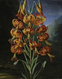 Lilium Superbum by Philip Reinagle the younger