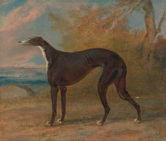 One of George Lane Fox's Winning Greyhounds: the Black and White Greyhound Bitch, Juno, also called Elizabeth by George Garrard
