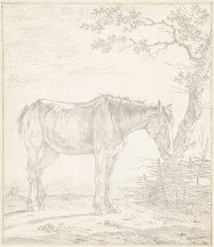Paard, staande bij een boom