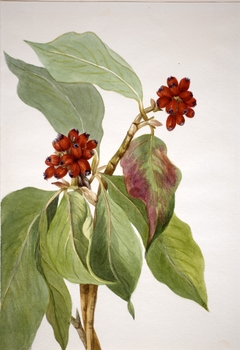 Pacific Dogwood (Cornus nuttallii) by Mary Vaux Walcott