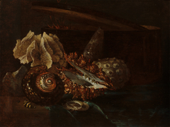 Still Life with Shells and Coral by Willem Kalf