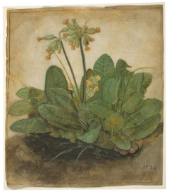Tuft of Cowslips