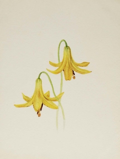 (Untitled--Flower Study) by Mary Vaux Walcott