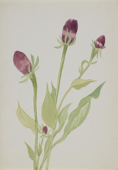 (Untitled--Flower Study) by Mary Vaux Walcott