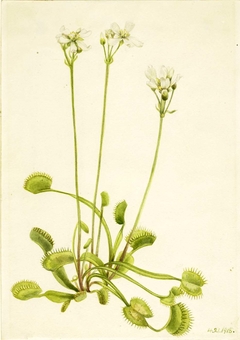 Venus Flytrap (Dionaea muscipula) by Mary Vaux Walcott