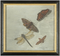 Vlinders en libel by Margareta de Heer