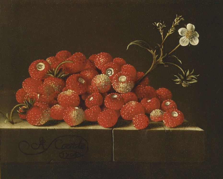 Wild strawberries on a ledge