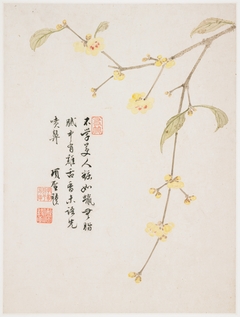 Wintersweet Blossom from a Flower Album of Ten Leaves by Xiang Shengmo