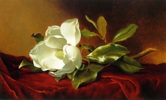 A Magnolia on Red Velvet by Martin Johnson Heade