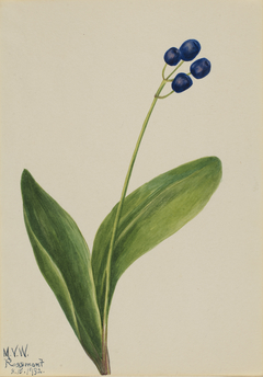 Blue Bead (Clintonia borealis) by Mary Vaux Walcott