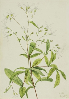 Bowmansroot (Porteranthus trifoliatus) by Mary Vaux Walcott