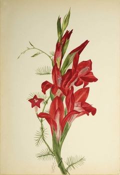 Cannas and Cypress Vine (Canna species and Ipomoea quamoclit) by Mary Vaux Walcott