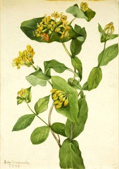 Douglas Honeysuckle (Lonicera glaucescens) by Mary Vaux Walcott