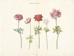 Five Studies of Anemones by Unknown Artist