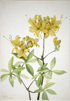 Flame Azalea (Azalea lutea) by Mary Vaux Walcott