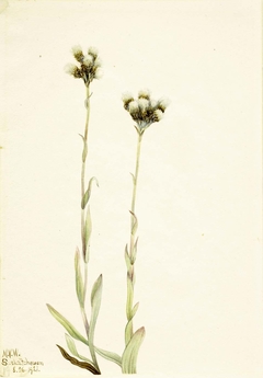 Gray Pussytoes (Antennaria howellii) by Mary Vaux Walcott