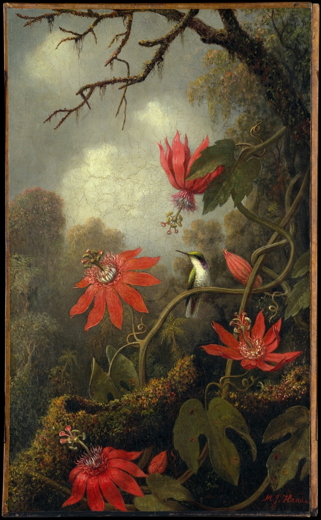Hummingbird and Passionflowers