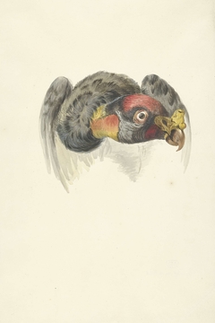 Kop van een koningsgier of condor (Gypagus Papa) by Unknown Artist