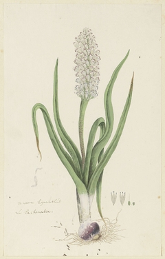 Lachenalia, met detailstudies van de bloeiwijze