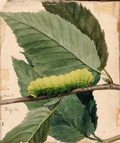 Lunar Caterpillar, study for book Concealing Coloration in the Animal Kingdom by Abbott Handerson Thayer