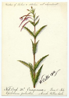 Marsh Willow-herb (Epilobium palustre) - William Catto - ABDAG016192 by William Catto
