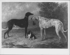 "Nero", "Dash" and "Hector" by George Morley