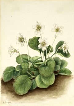 Oconee-Bells (Shortia galacifolia) by Mary Vaux Walcott