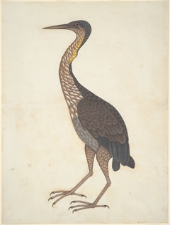 Purple Heron (Ardea purpurea) by anonymous painter