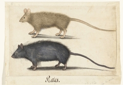 Rats and Mice